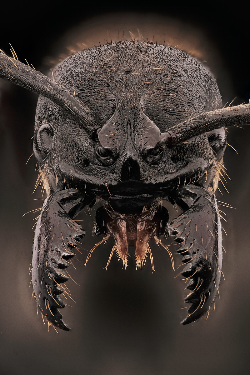 Portrait de fourmi Pachycondyla crassinoda