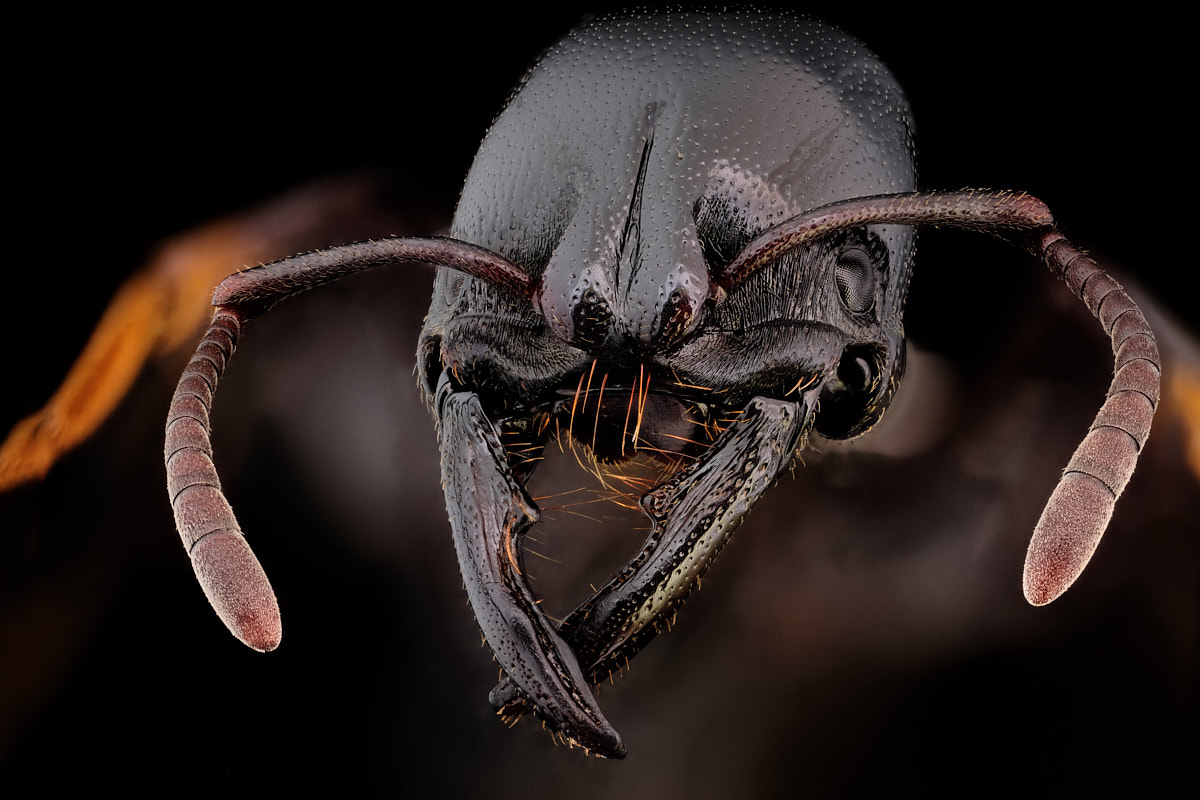 Portrait de fourmi Plectroctena mandibularis