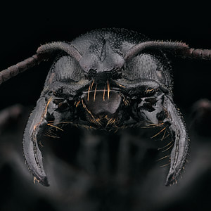 Vignette fourmi Plectroctena mandibularis