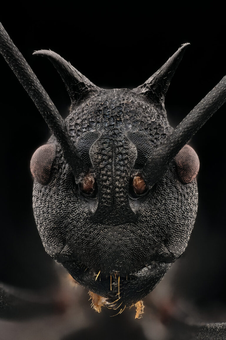Portrait de fourmi épineuse Polyrhachis armata, de face
