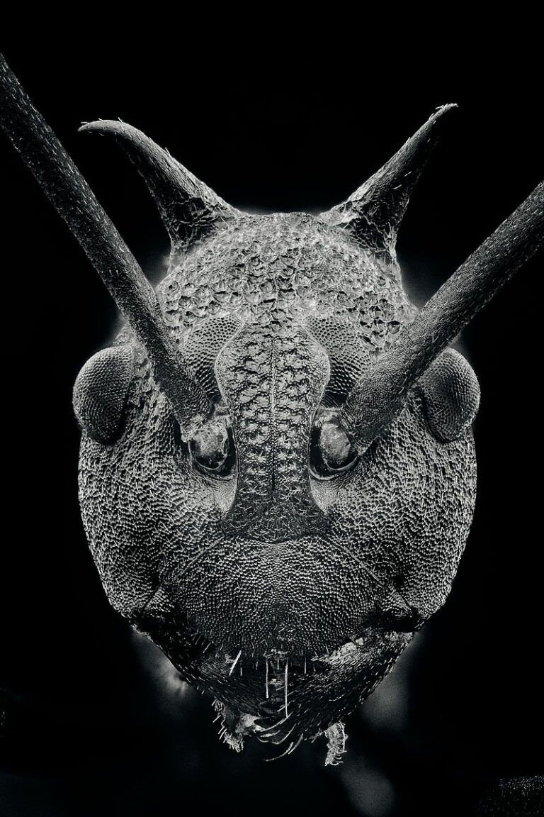 Portrait de fourmi épineuse Polyrhachis armata en noir et blanc
