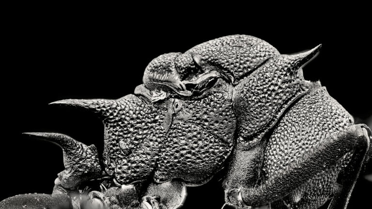 Thorax d'une reine de fourmi Polyrhachis armata, vue de profil, en noir et blanc.