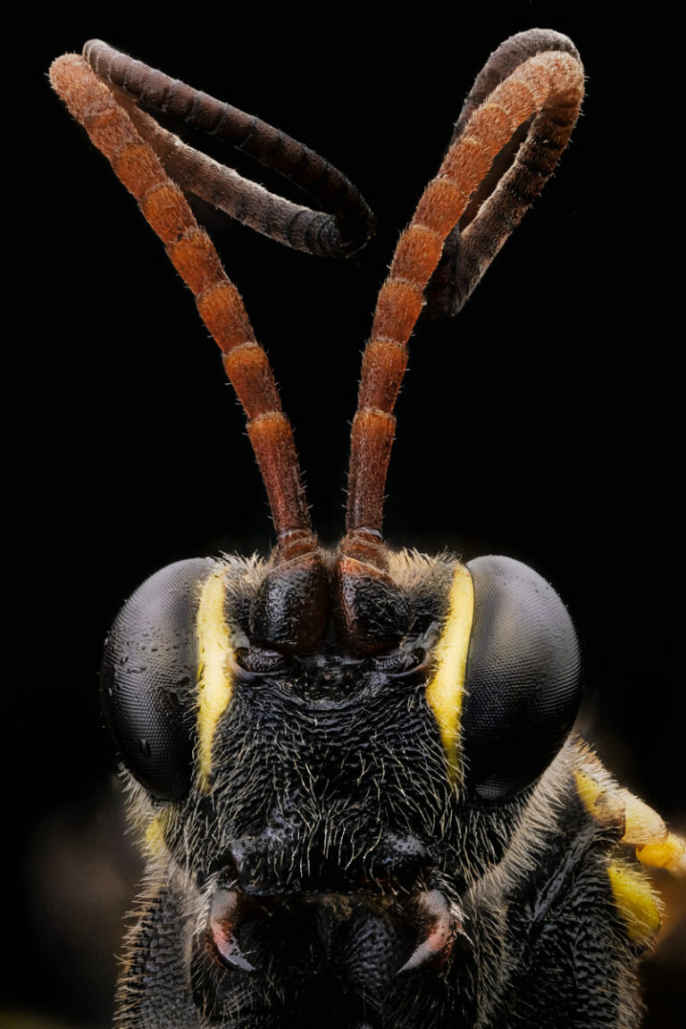 Ichneumonidae Amblyteles armatorius