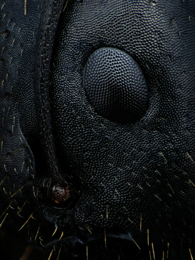 Fourmi Camponotus aethiops, détail sur oeil