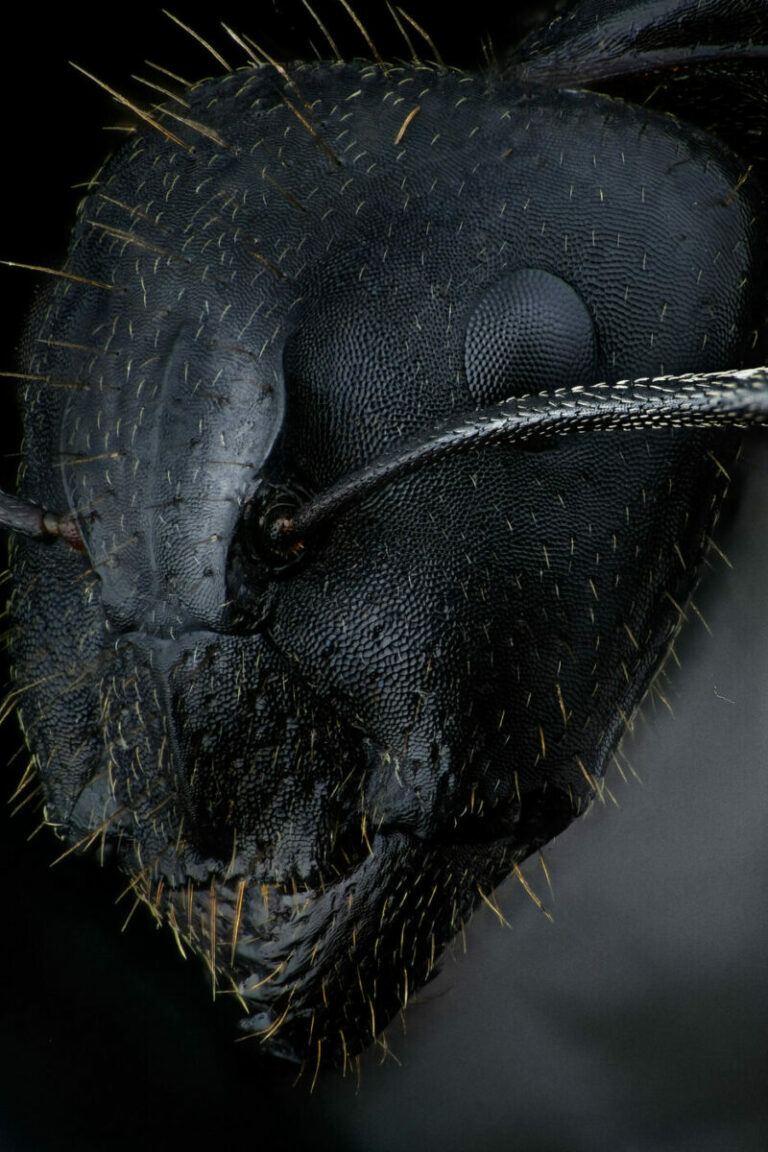Fourmi Camponotus aethiops, portrait de profil