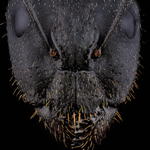 Portrait de fourmi Camponotus aethiops de face