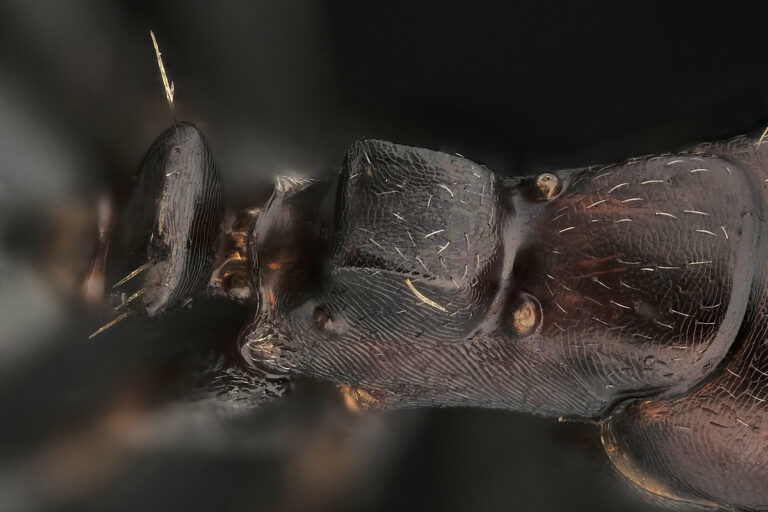 Détail sur le pronotum de Camponotus lateralis