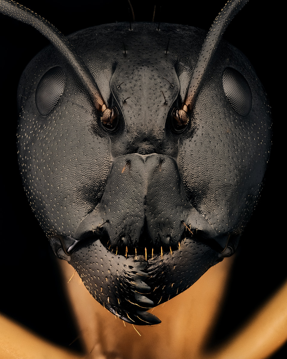 Fourmi Camponotus maculatus major