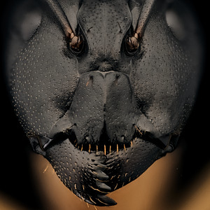 Fourmi Camponotus maculatus major
