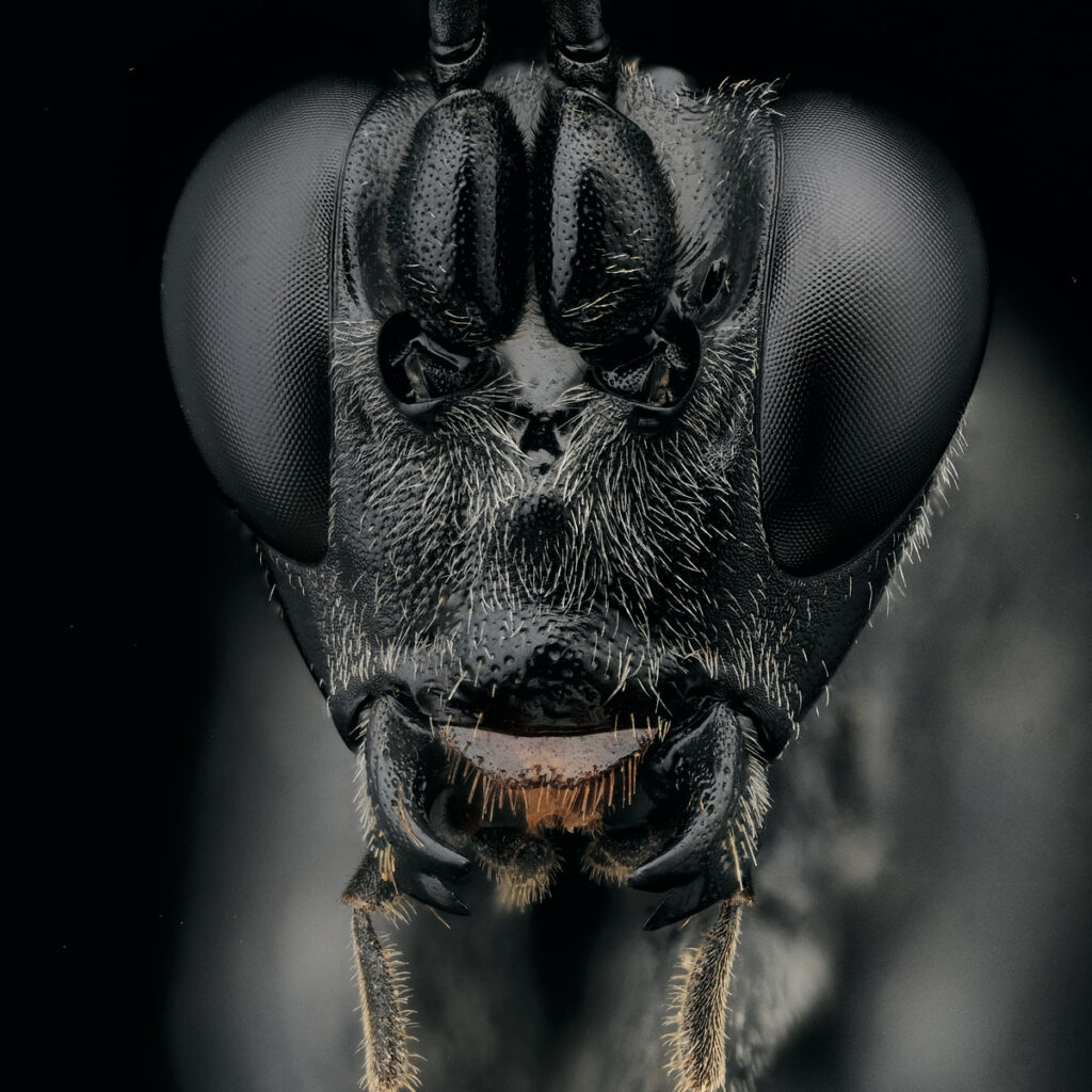 Portrait d'un Ichneumonidae de la sous-famille des Cryptinae
