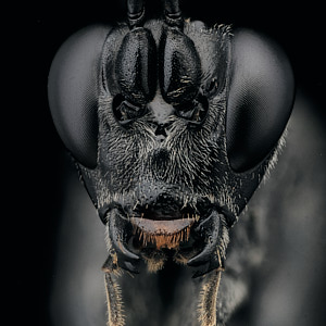 Portrait d'un Ichneumonidae de la sous-famille des Cryptinae