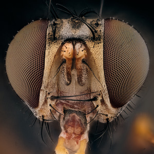 Portrait d'une petite mouche, Lispocephala brachialis