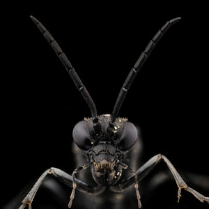 Mouche à scie, Macrophya annulata sur fond noir