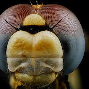 Portrait d'une libellule de face, sur fond noir