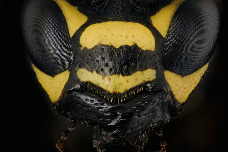 Masque jaune et noir de guêpe Polistes nimpha