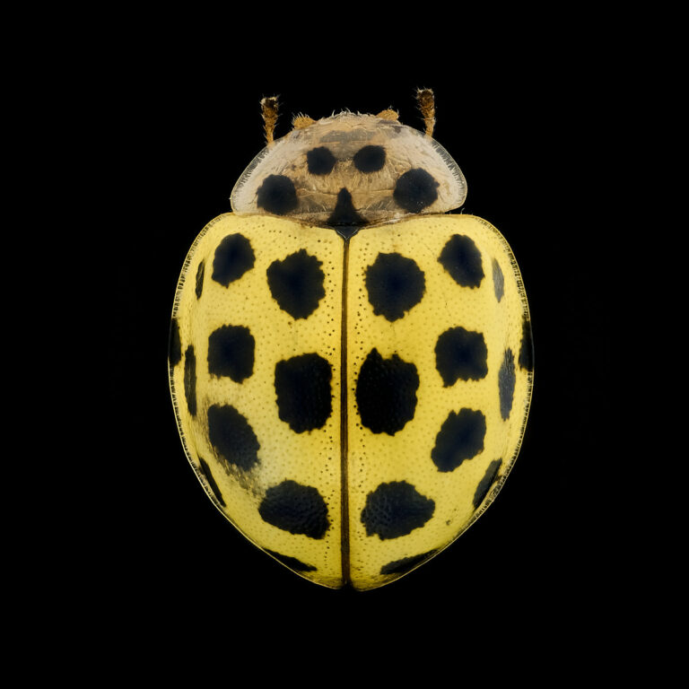 Coccinelle à 22 points (Psyllobora vigintiduopunctata), sur fond noir, vue de dessus.