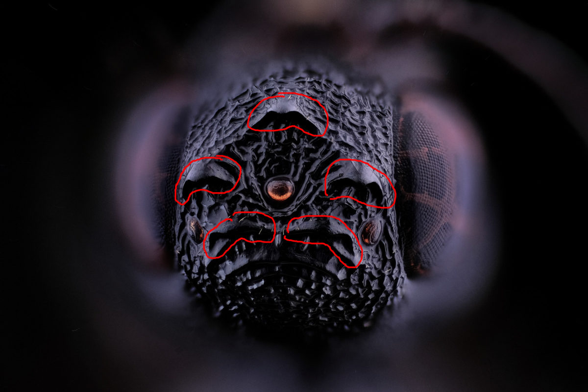 La couronne d'ocelles de Stephanus serrator