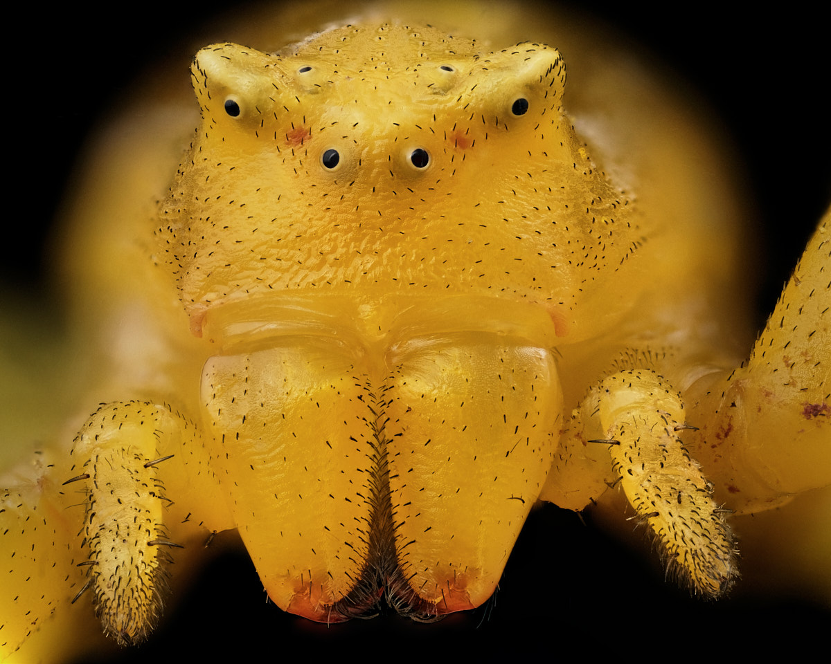 Araignée-crabe, Thomisus onustus jaune, portrait de face