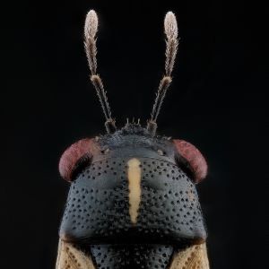 Petite punaise Geocoris lineola de dessus, sur fond noir