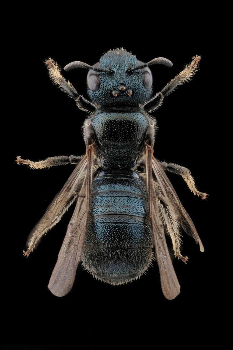 Pettite abeille charpentière, Ceratina cyanea femelle, vue de dessus sur fond noir
