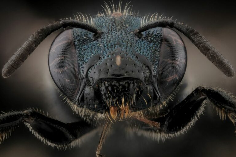 Portrait de Ceratina cyanea femelle, petite abeille charpentière