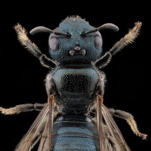 Ceratina cyanea femelle, petite abeille charpentière