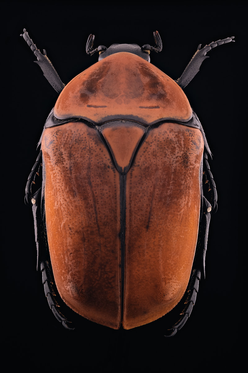 Cétoine Pachnoda marginata, de dessus sur fond noir