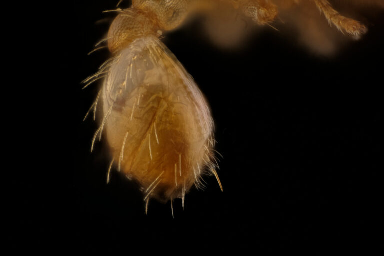 Détail abdomen et aiguillon d'une ouvrière Wasmannia auropunctata, la fourmi électrique