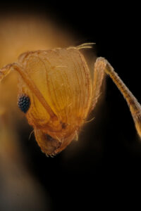 Portrait d'ouvrière Wasmannia auropunctata, fourmi électrique