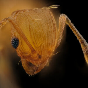 Ouvrière de Wasmannia auropunctata, la fourmi électrique