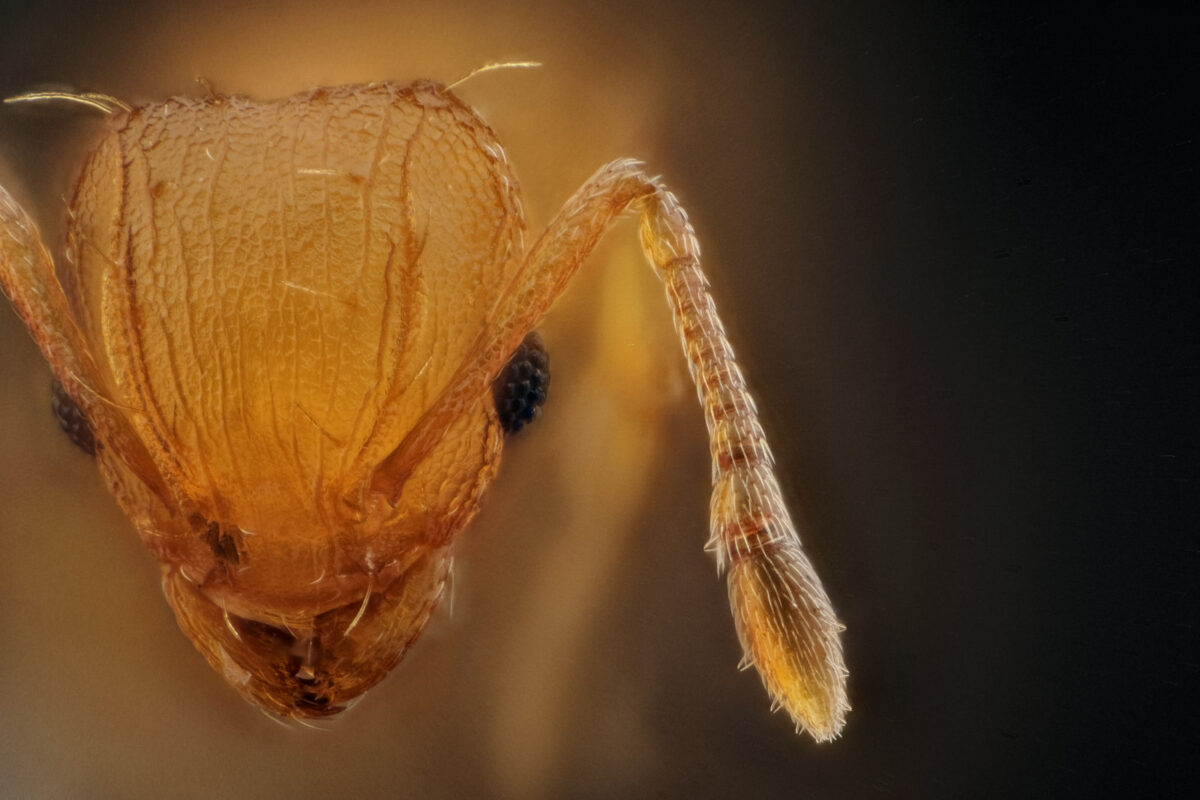 Portrait d'ouvrière Wasmannia auropunctata, fourmi électrique