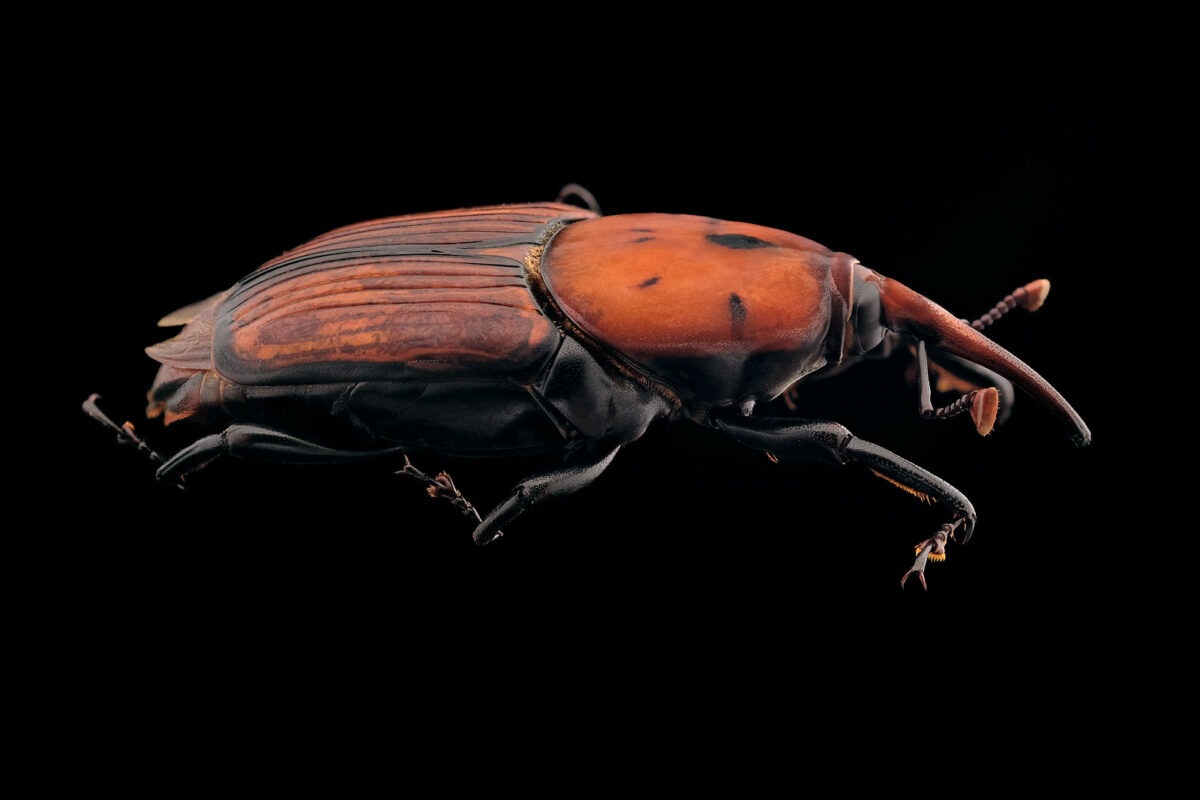 Charançon rouge des palmiers (Rhynchophorus ferrugineus), sur fond noir, vue latérale.