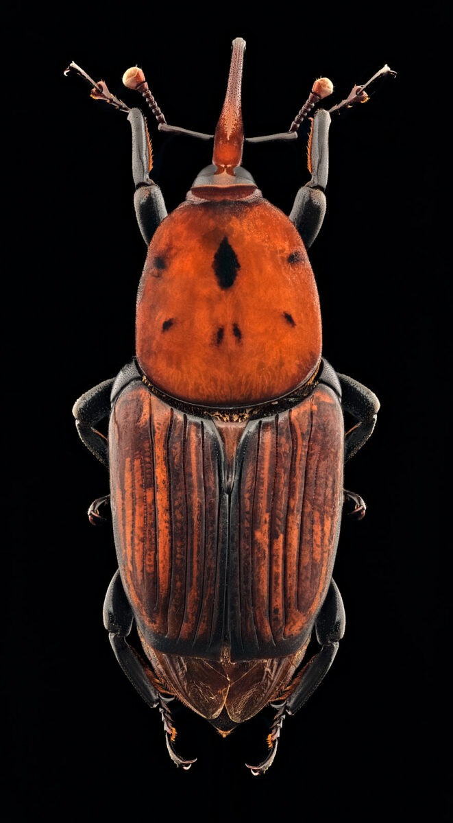 Charançon rouge du palmier de dessus sur fond noir