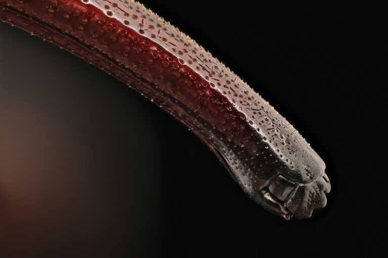 Rostre de Rhynchophorus ferrugineus, le charançon rouge des palmiers