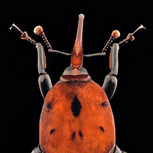 Rhynchophorus ferrugineus, le charançon rouge du palmier