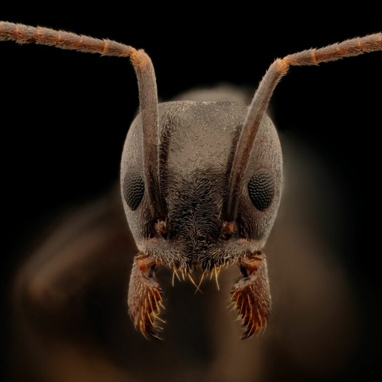 Portrait de fourmi Tapinoma magnum en macrophotographie