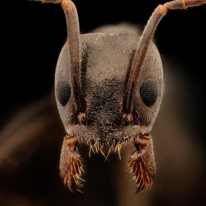 Portrait de fourmi Tapinoma magnum