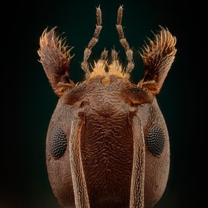 Tête de fourmi Tapinoma magnum vue de dessus, sur fond noir