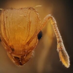 Ouvrière de Wasmannia auropunctata, la fourmi électrique