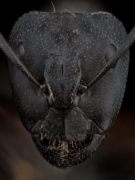 portrait de fourmi Camponotus cruentatus
