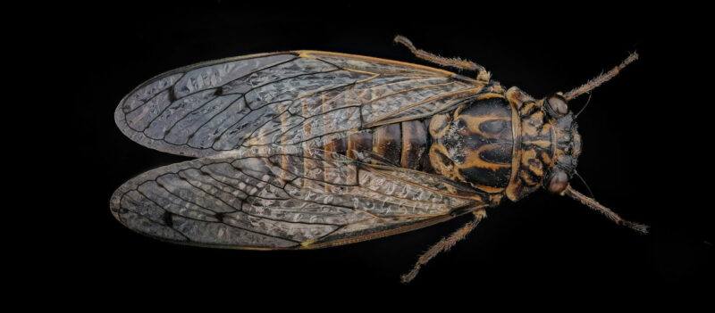 Cigale Cicada orni vue de dessus, sur fond noir