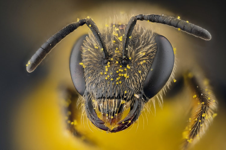 Halictidae Portrait d'une petite abeille sauvage de la famille des Halictidae