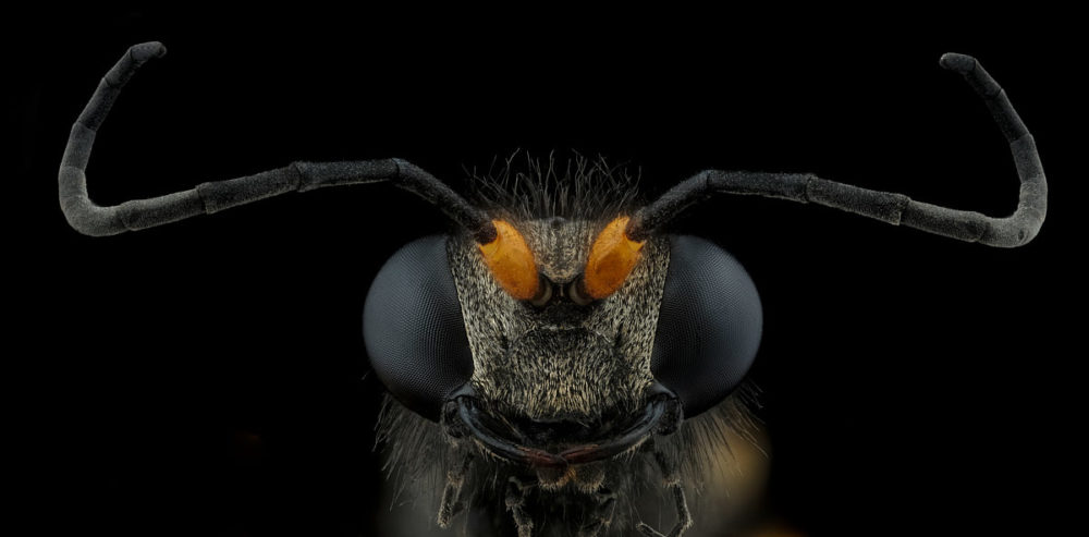 Une guêpe maçonne Sceliphron sp, vue de face, sur fond noir